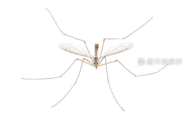 鹤属动物Tipula Sayi daddy长腿，高清晰度，极端聚焦和景深，孤立在白色背景上。常被误认为是较大的蚊子。顶部正面视图